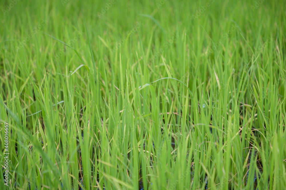 green rice field grow in paddy farm in summer season