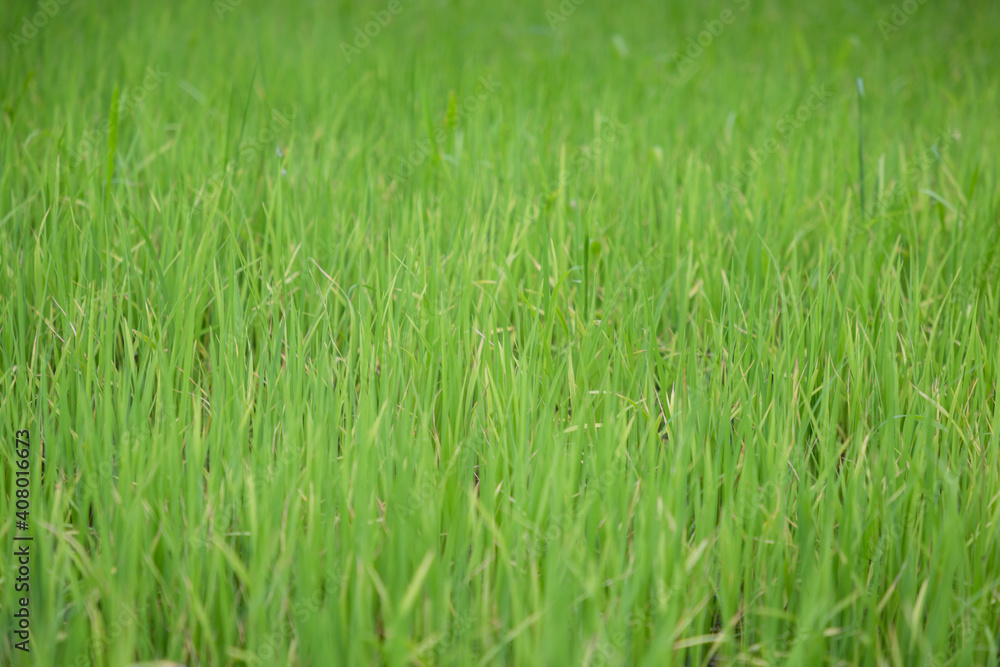 green rice field grow in paddy farm in summer season green rice field grow in paddy farm in summer season