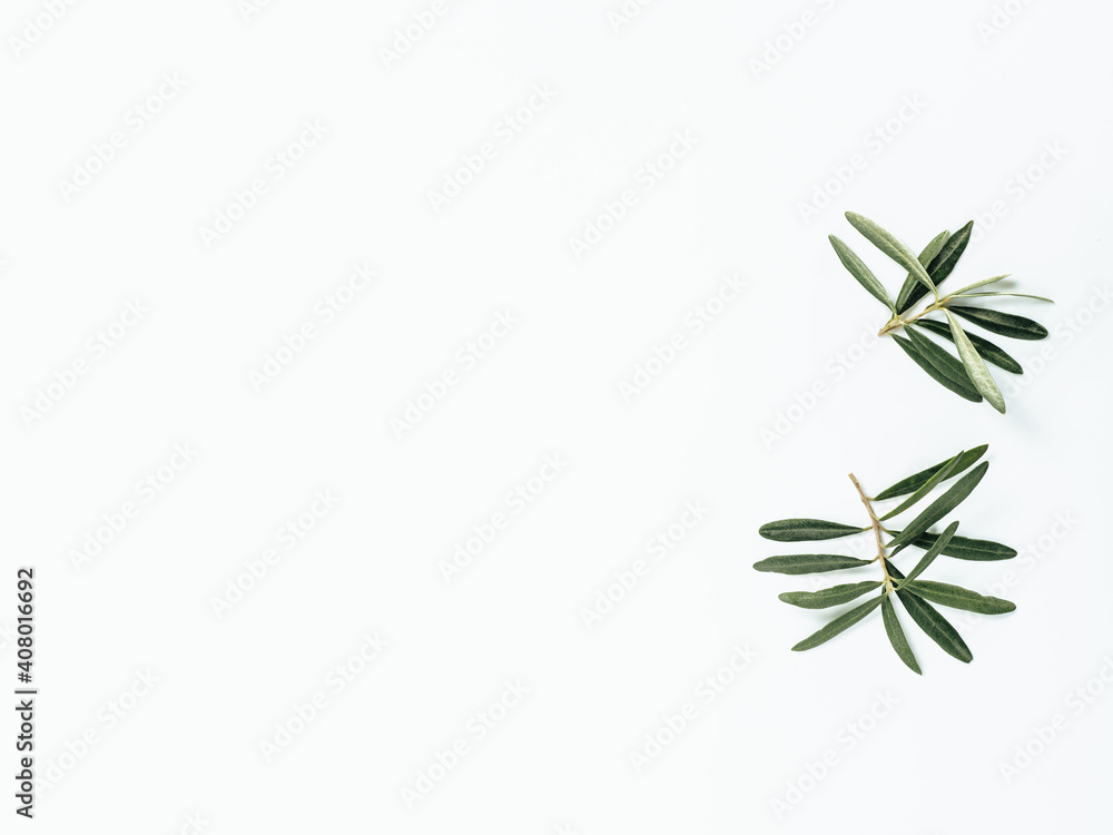 Two olives tree branches on white background. Top view or flat lay. Olives leaves or branches isolated on white with copy space Two olives tree branches on white background. Top view or flat lay. Olives leaves or branches isolated on white with copy space
