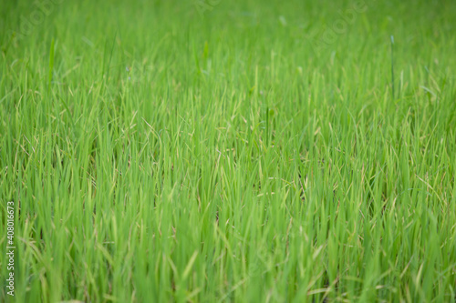 green rice field grow in paddy farm in summer season © akkalak