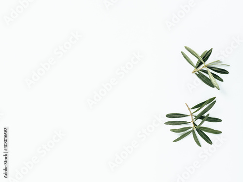 Two olives tree branches on white background. Top view or flat lay. Olives leaves or branches isolated on white with copy space