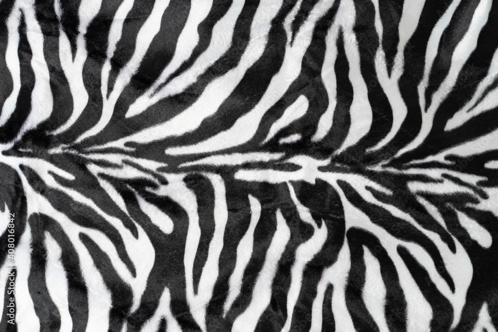 black white stripes real zebra - obrazy, fototapety, plakaty 