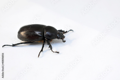 Rhinoceros beetle, Hercules beetle, Unicorn beetle, horn beetle female isolated on white background