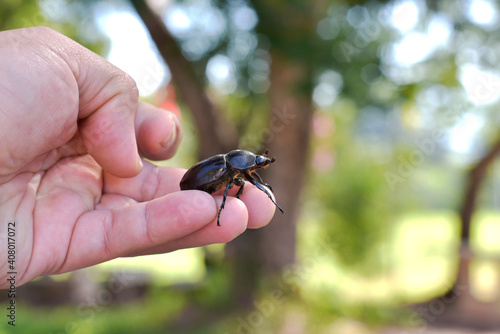 Rhinoceros beetle, Hercules beetle, Unicorn beetle, hornless female, crawling in gentle hand, on beautiful bokeh background. 