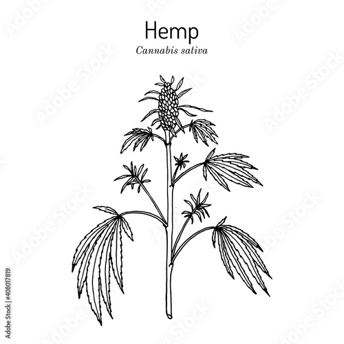 Hemp, Cannabis sativa, medicinal plant