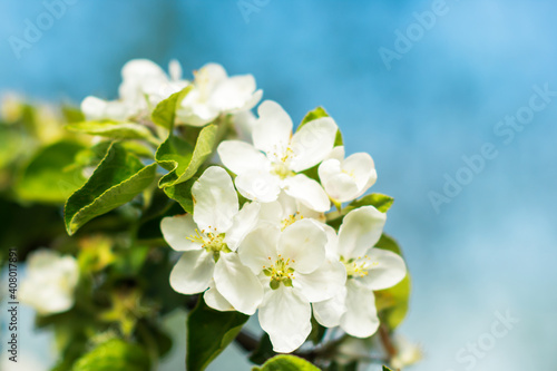 White apple tree blossoms on the tree branch on blue sky background, nature concept