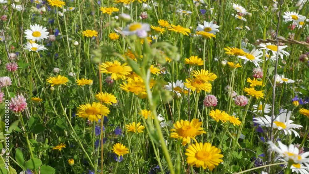 Field with white and yellow daisies in the wind. Flowers in the summer meadow. Doronicum Field with white and yellow daisies in the wind. Flowers in the summer meadow. Doronicum