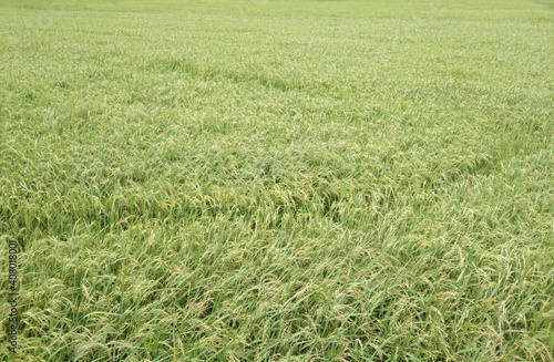 green wheat field