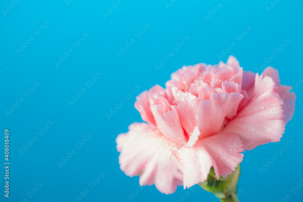 Carnation flowers on blue background Carnation flowers on blue background