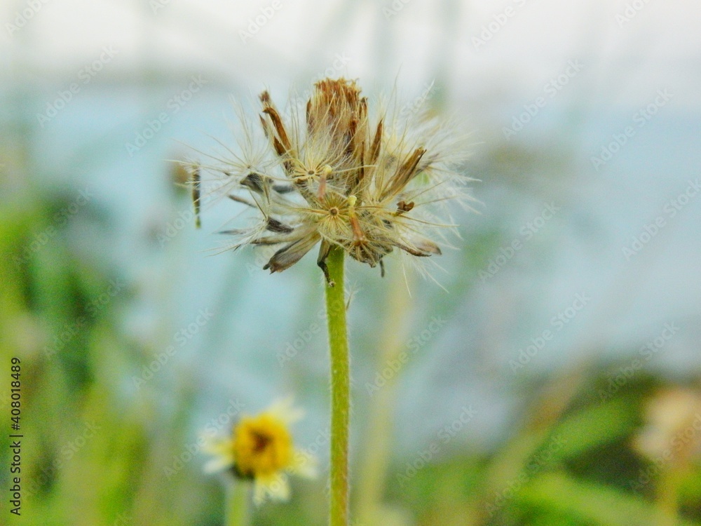 flower of a dandelion