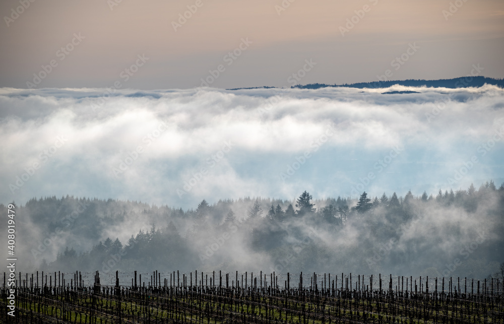 A view of an Oregon vineyard in winter, parallel rows of bare vines and green grass, wire trellis and fog and clouds layering in the background.