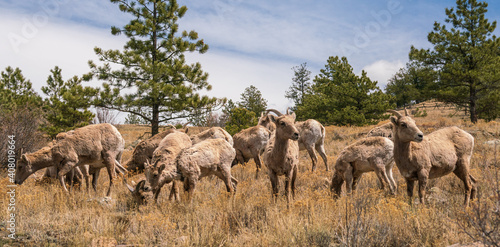 Herd of Rams in the mountains