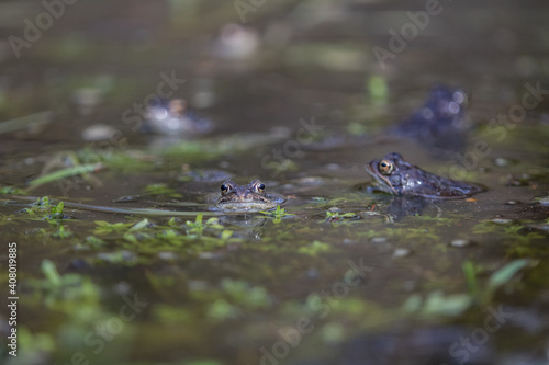 Common frog,toad,rana temporaria in pond with eggs © annickdc