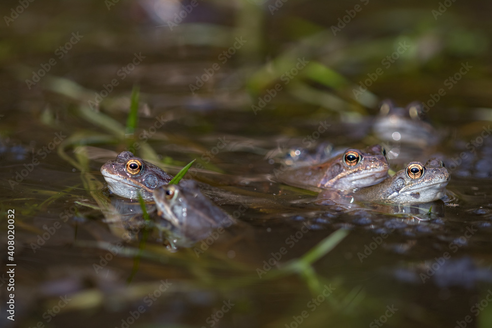 Common frog,toad,rana temporaria in pond with eggs Common frog,toad,rana temporaria in pond with eggs