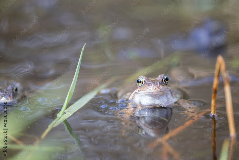 Common frog,toad,rana temporaria in pond with eggs Common frog,toad,rana temporaria in pond with eggs