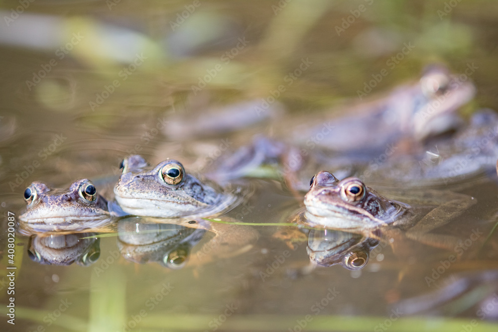 Common frog,toad,rana temporaria in pond with eggs Common frog,toad,rana temporaria in pond with eggs