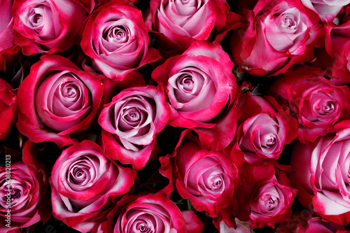 Fototapeta Naklejka Na Ścianę i Meble -  Pink rose flowers background