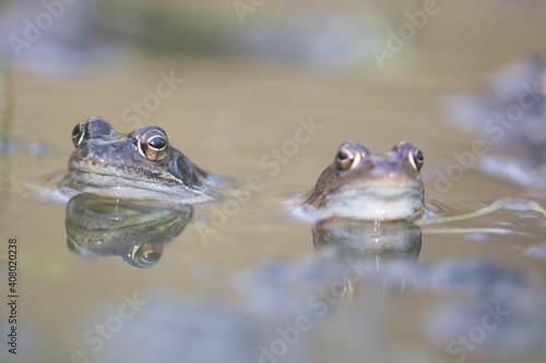 Common frog,toad,rana temporaria in pond with eggs © annickdc