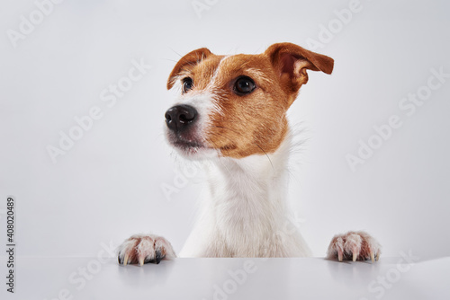 Jack Russell terrier dog with paws on table. Portrait of cute dog