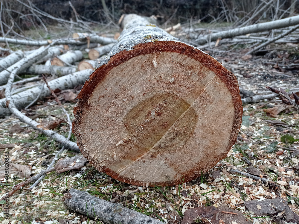 Sawed stump . Sawn tree trunk and tree stumps, harvesting firewood. Pile of Logs . New dead tree stump after a tree was cut down in the park. background with new piece of wood . Sawed stump . Sawn tree trunk and tree stumps, harvesting firewood. Pile of Logs . New dead tree stump after a tree was cut down in the park. background with new piece of wood .