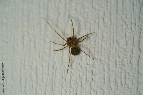Scytodes univittata spider walking on a white wall