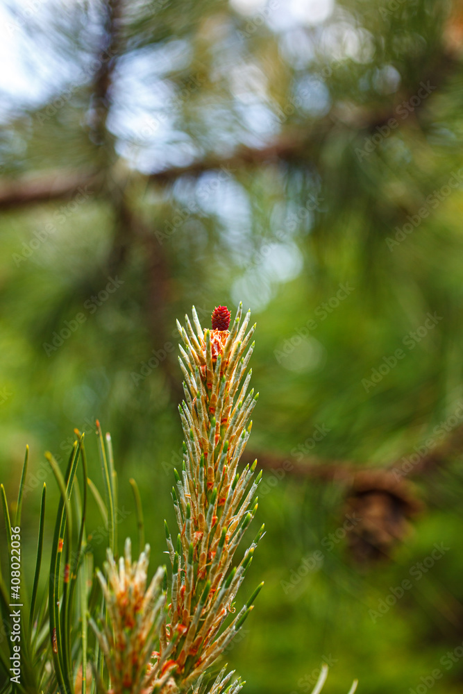 Female flower of the black pine or Austria pine Female flower of the black pine or Austria pine