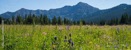 meadow with flowers
