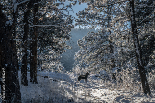 snow covered trees