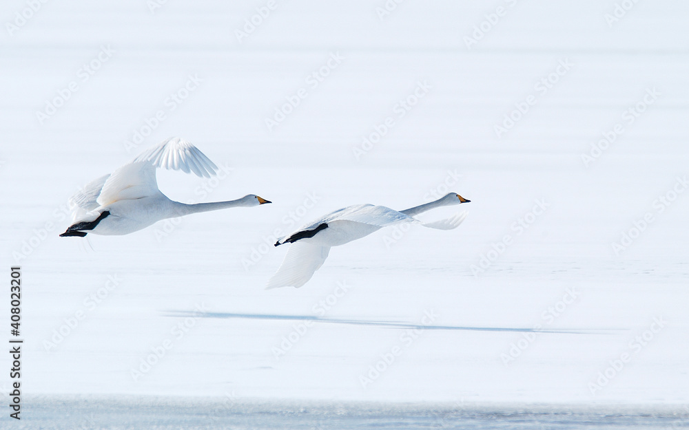 オオハクチョウ