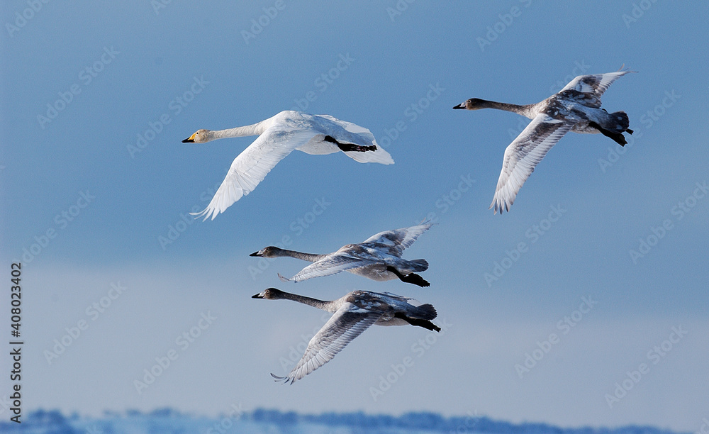 Obraz premium オオハクチョウ