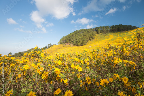 Beautiful yellow Maxican Sunflower on mountain hill with blue sky background in sunshine day. Beauty flower nature and green environmental concept.