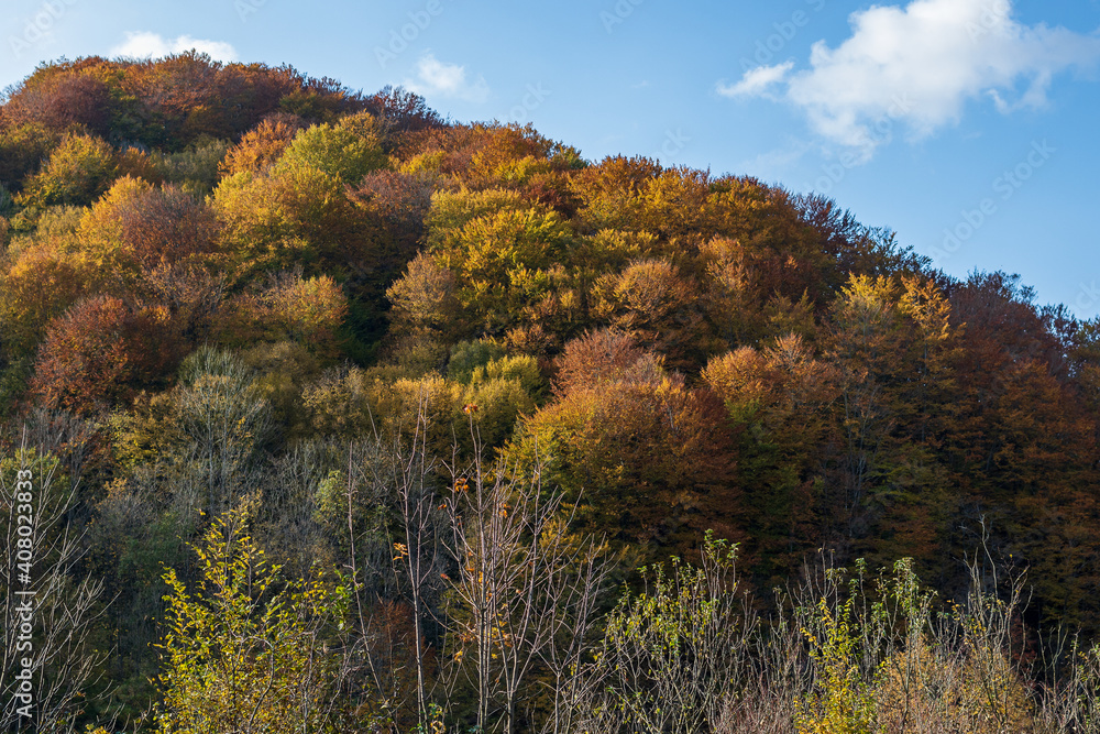 Autumn mountain landscape - yellowed and reddened autumn trees combined with green needles and blue skies. Colorful autumn landscape scene in the Ukrainian Carpathians.