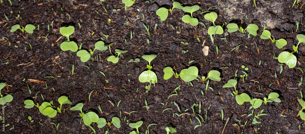 Small sprouts of radish in the ground Small sprouts of radish in the ground