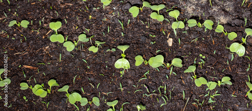 Small sprouts of radish in the ground