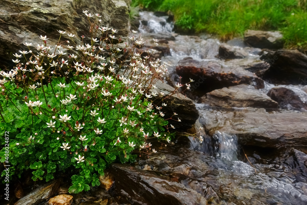 white flowers on a little brook with stones while hiking white flowers on a little brook with stones while hiking