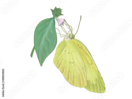 キツネノマゴの蜜を吸うキタキチョウ