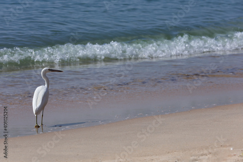 White heron on the beach © Pattana