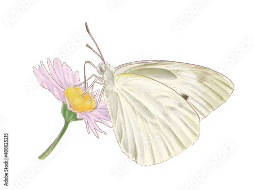 ハルジオンの蜜を吸うモンシロチョウ