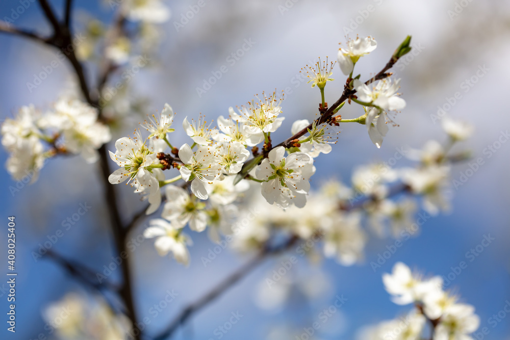 Flowers on branches of cherry