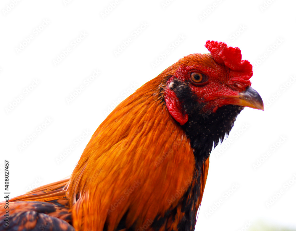 Fototapeta premium Fighter Rooster