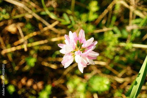 Macro photography of bright wild flower with meadow background