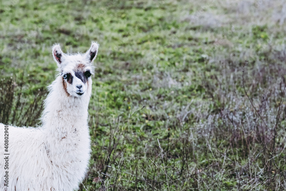 Portrait d'un bébé lama - Bébé lama avec un oeil bleu et un oeil noir dans un champ vert