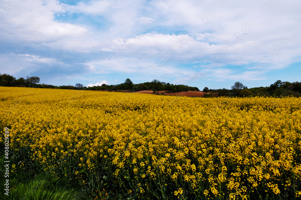 field of yellow flowers agriculture