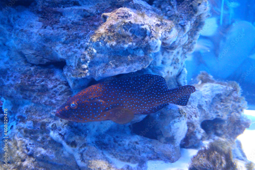 Fototapeta premium tropical fish in the ocean swim in the water of the aquarium among the corals