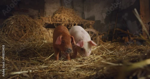 Cinematic shot of ecologically grown newborn pink and brown piglets used for biological genuine products industry lying on hay in pigpen of countryside pigs breeding farm. Concept of eco, bio, vegan.