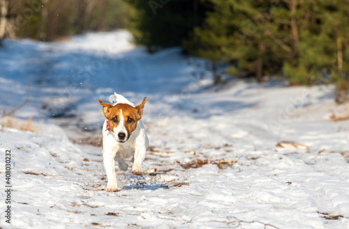 Fototapeta Naklejka Na Ścianę i Meble -  cute jack russell terrier in a pine forest runs to my team