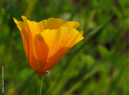 California poppy or golden poppy flower in the garden  golden poppy flower isolated in the green background