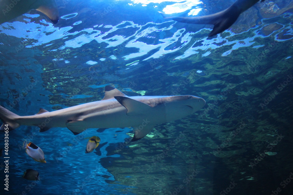 Fototapeta premium predatory tropical fish shark swims in the ocean water in the aquarium