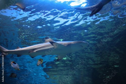 predatory tropical fish shark swims in the ocean water in the aquarium