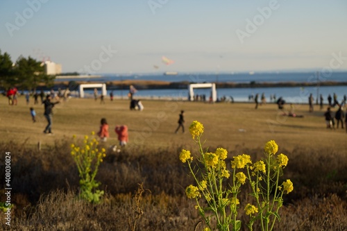 葛西臨海公園　菜の花と広場の夕景　凧揚げで遊ぶ家族連れ